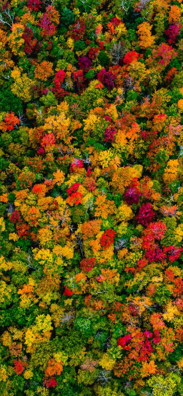 Autumn Forest, Maple trees, Aerial view, 5K