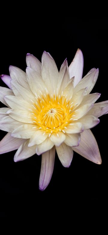 Water lily, Lily flowers, Black background, White flower, 5K, 8K