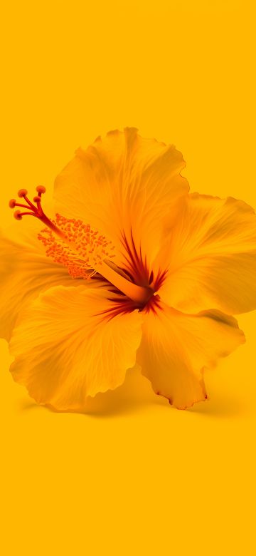 Hibiscus flowers, Yellow flower, Yellow background, 5K, 8K