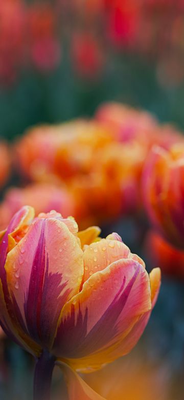 Garden tulip, Tulip flowers, Bokeh