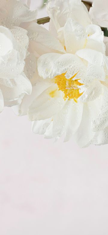 Peony flowers, White peonies, White flowers, White background, 5K