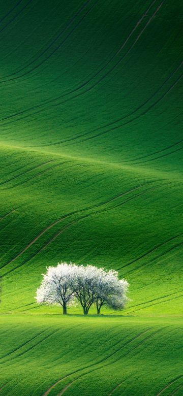 Grassland, Green, Landscape, Summer, Stock, Aesthetic