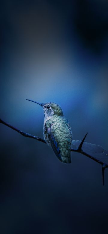 Hummingbird, Branch, Bokeh, Blue