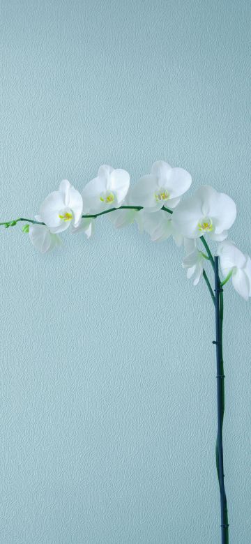 White Orchids, Orchid flowers, Branch, Artificial flowers, Stock, Simple