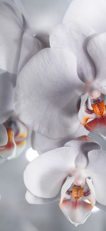 White Orchids, White aesthetic, Orchid flowers, Bokeh