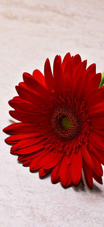 Red Gerbera Daisy, Daisy flower, Red flower, 5K