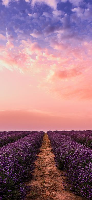 Lavender farm, Pink sky, Evening, 5K