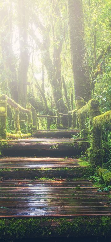 Rainforest, Wooden bridge, Daylight, Footpath, Green, Forest, 5K