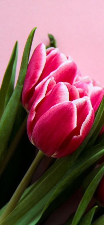 Pink Tulips, Pink background, 5K