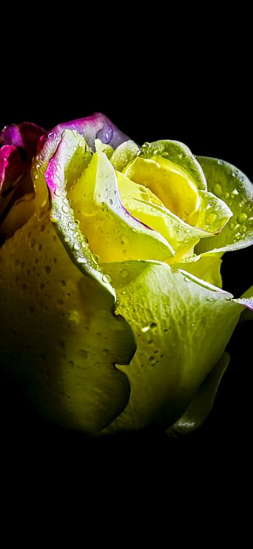 Rose flower, AMOLED, 5K, 8K, Black background