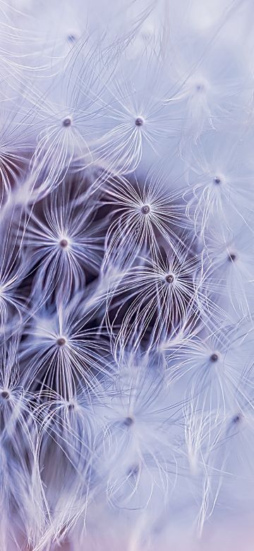 Dandelion flower, White aesthetic, Macro, 5K