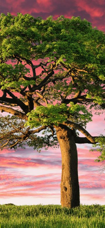 Lone tree, Aesthetic, Sunset, Landscape