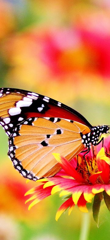 Butterfly, Pollen, Flower garden, Bokeh, Bloom, Blossom, 5K