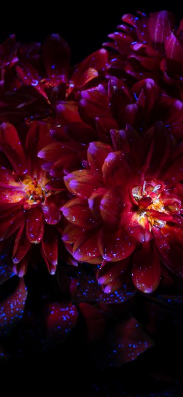 Chrysanthemum flowers, Dark aesthetic, Bloom, AMOLED, 8K, Black background, 5K