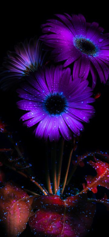 Purple Flowers, Glowing, AMOLED, 8K, Black background, Bloom, 5K, Darkness, Dark aesthetic, Ethereal