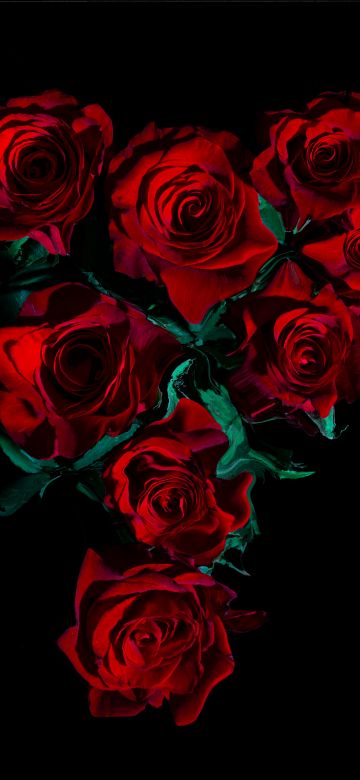 Red Roses, AMOLED, 8K, Rose flowers, Black background, 5K, Dark red