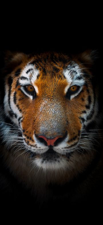 Tiger, AMOLED, Closeup, Predator, Black background, 5K, 8K