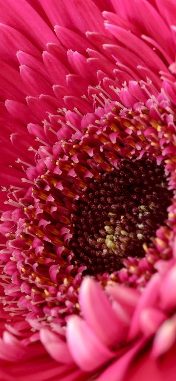 Gerbera Daisy, Pink Daisy, Daisy flower, Pink flower, 5K