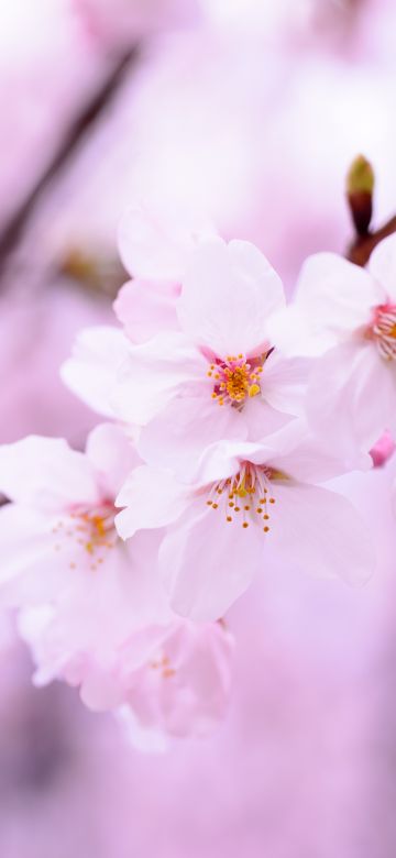 Cherry blossom, 5K, Cherry flowers, Spring, Pink flowers, Pink background