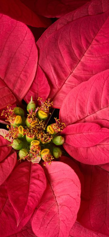 Red leaves, Plant, Macro, 5K