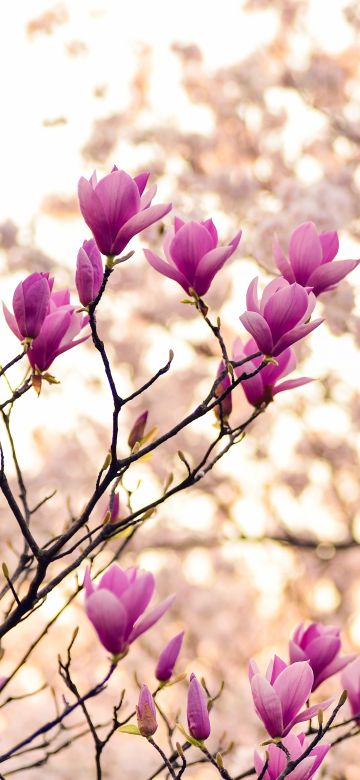 Magnolia flowers, Purple Flowers, Plant, Branches, Spring, Blossom, 5K