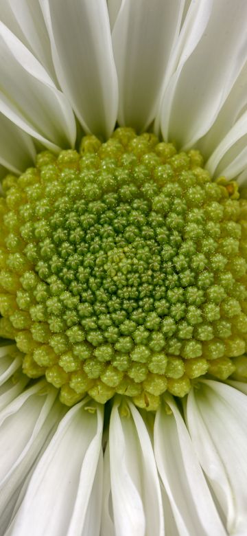 Daisy flower, Macro, White daisy, 5K