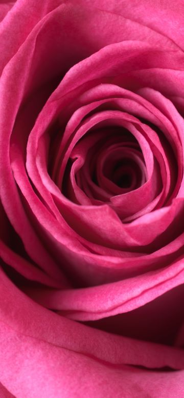 Pink rose, Macro, Bloom, 5K