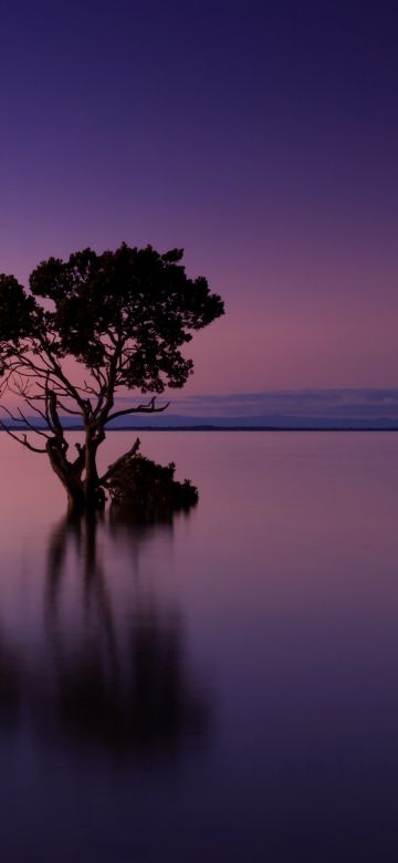 Lone tree, Sunset, Horizon, Dawn, Ocean, 5K