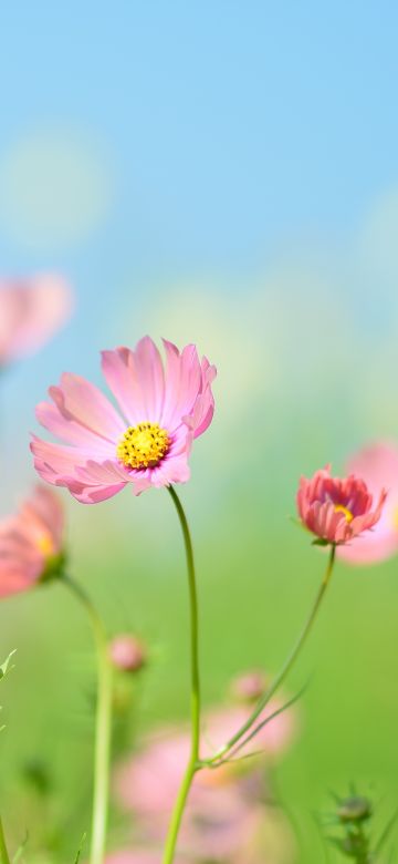 Flower garden, Cosmos flowers, Summer, Aesthetic, Daytime, 5K