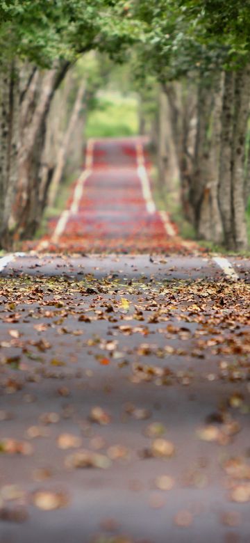 Fall, Trees, Road, Tarmac, Woods, Foliage, 5K