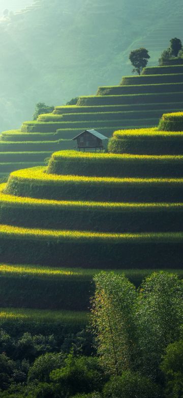 Rice fields, Agriculture, Paddy fields, Landscape, Terrace farming, Green, Daylight, 5K, 8K