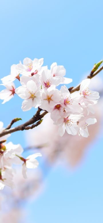 Cherry flowers, 5K, Cherry blossom, Spring, Plant, Branches