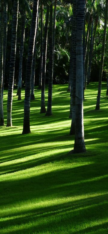 Green Grass, Trees, Woods, Daylight, Forest, Landscape