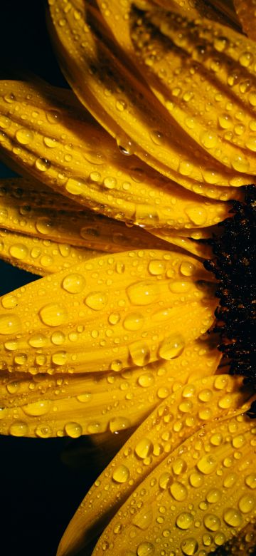 Sunflower, Black background, Rain droplets, Yellow