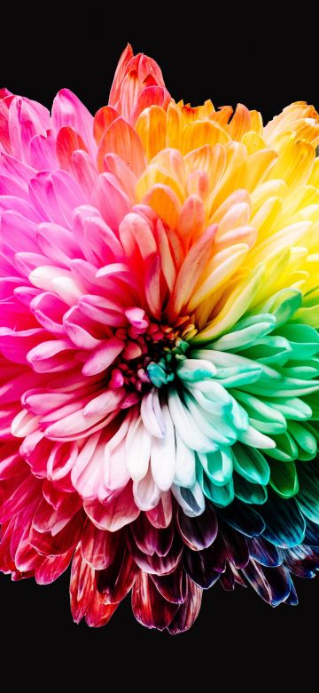 Colorful flowers, Multicolor, Black background, 5K