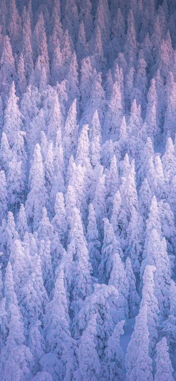 Snow covered, Winter forest, Cold, Frozen trees, 5K, Russia