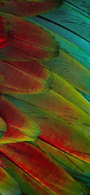 Parrot feathers, Colorful, 5K, Texture, Pattern