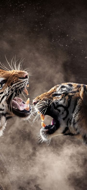 Tigers, Roaring, Bengal Tiger, Sumatran tiger, Smoke