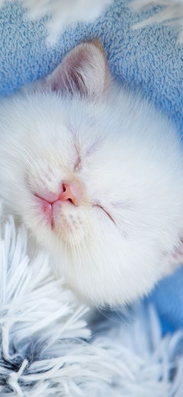 Cute Kitten, Sleeping, Furry, Adorable, White cat