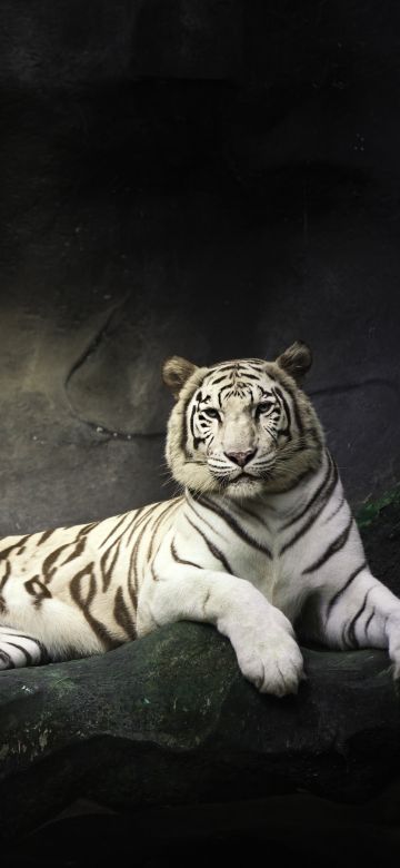 White Bengal Tiger, Zoo, Cave, White tiger, Wild, Dark