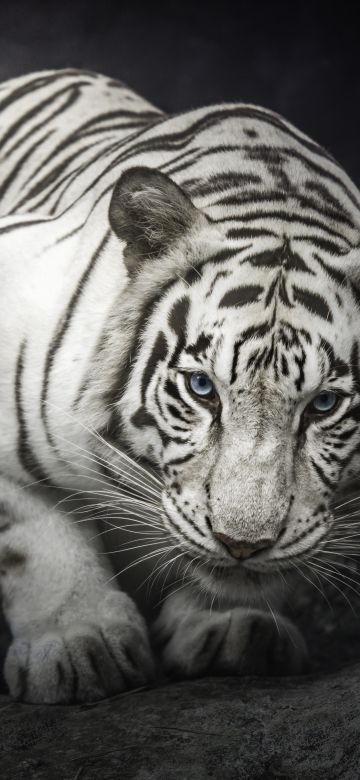 White Bengal Tiger, Monochrome, Rocks, Staring, White tiger, Black and White