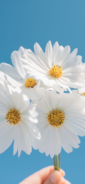 Daisy flowers, Blue sky, Aesthetic, White daisy, White flowers