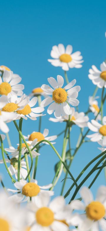 Chamomile flowers, Aesthetic, White flowers, Clear sky