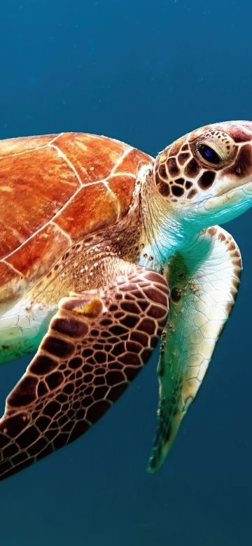 Sea Turtle, Underwater, Sea Life