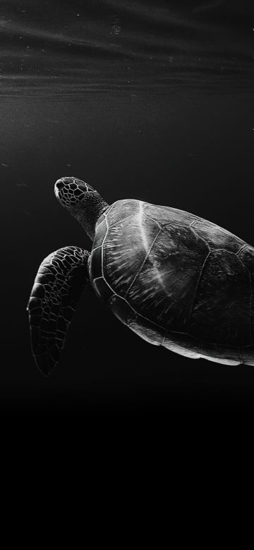 Sea Turtle, Under the Sea, Monochrome, Black and White