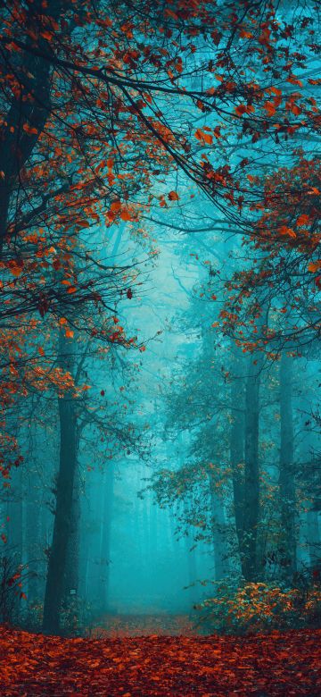 Foggy night, Autumn Forest, Beauty, Mystical, Red leaves, Tranquility, Peace, Serene, Foggy forest, 5K