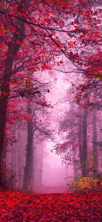 Enchanting, Autumn Forest, Path, Mystical, Foggy forest, Red leaves, Tranquility, Peace, Beauty, Serene, 5K, 8K