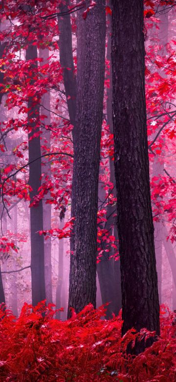 Serene, Autumn Forest, Mystical, Foggy forest, Red leaves, Tranquility, Peace, Beauty, Enchanting, 5K