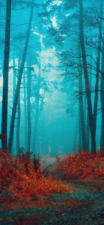 Mystical, Foggy forest, Path, Red leaves, Autumn, Tranquility, Peace, Beauty, Serene, Enchanting, 5K, 8K