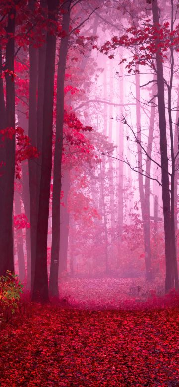 Forest, Path, Red leaves, Autumn colors, Tranquility, Peace, Beauty, Serene, Enchanting, Mystical, Foggy forest, 5K